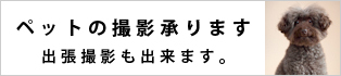 ペット撮影承ります